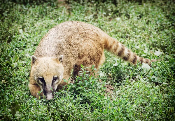 Nasua (Cincin ekor coati) bersembunyi di vegetasi hijau — Stok Foto