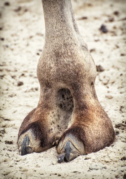 Detalle de pezuña de camello, tema animal — Foto de Stock