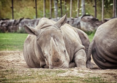 Beyaz gergedan (Ceratotherium simum simum), hayvan sahne