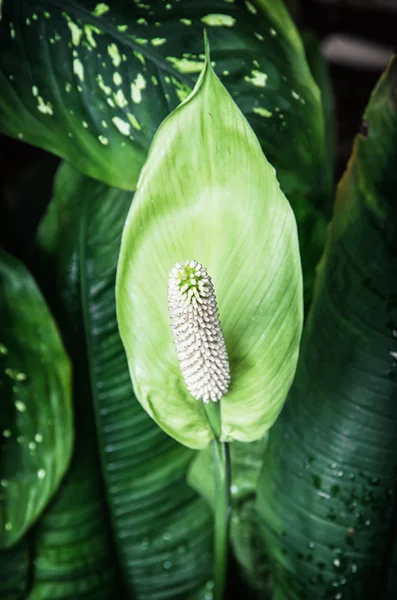 Spathiphyllum plant, natuurlijke scène — Stockfoto