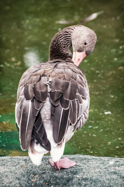 Retrato de ganso gris (Anser anser), escena animal —  Fotos de Stock
