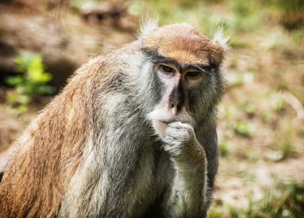 パタス モンキー肖像画、動物のシーン — ストック写真