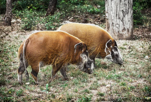 Paire de porcs de rivière rouge (Potamochoerus porcus), scène animale — Photo