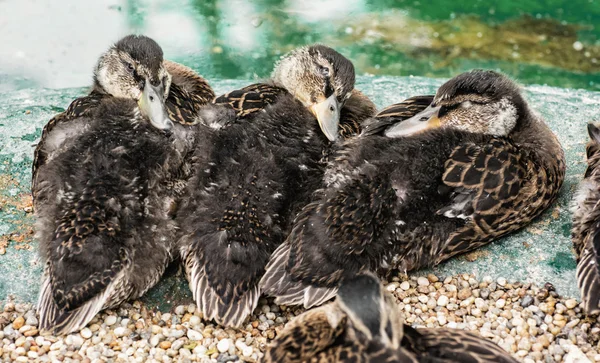 湖畔に休憩 3 マガモ鳥シーン — ストック写真