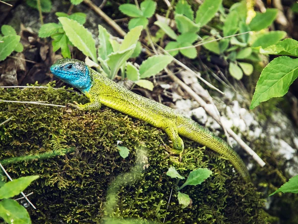 European green lizard (Lacerta viridis), animal scene — Stock Photo, Image