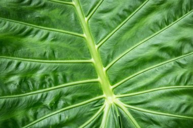 Colocasia esculenta arka plan, tropikal bitki