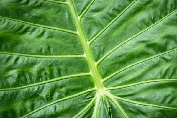 Colocasia esculenta fundo, planta tropical — Fotografia de Stock