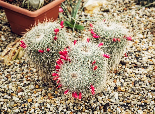 Μεγάλη ανθοφορία των φυτών Echinocactus σε ένα θερμοκήπιο — Φωτογραφία Αρχείου