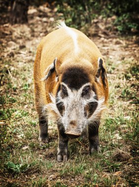 Kızılırmak domuz (Potamochoerus porcus), hayvan sahne