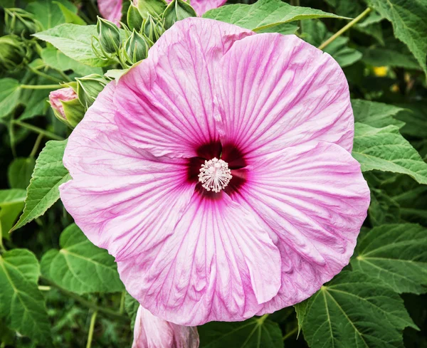 Beautiful pink hibiscus flower, natural scene — Stock Photo, Image