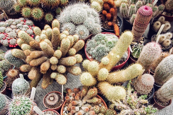 Bakgrund av olika kaktusar, trädgårdsarbete tema — Stockfoto