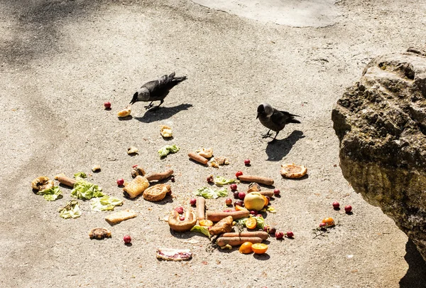 Pássaros comendo o vegetal no chão, cena natural — Fotografia de Stock