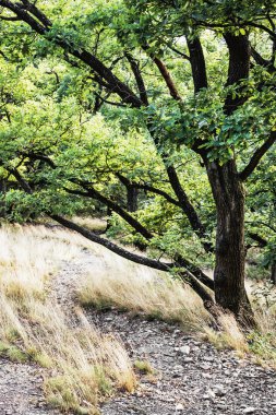 Yaprak döken orman, doğal sahne yolundaki hiking