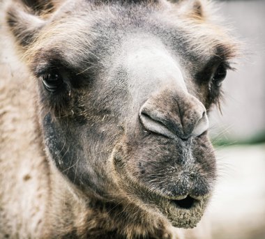 Bactrian deve - Camelus bactrianus - mizahi portre portre