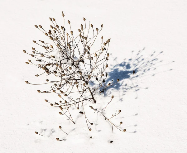 Malé větvičky na bílém sněhu se stínem — Stock fotografie