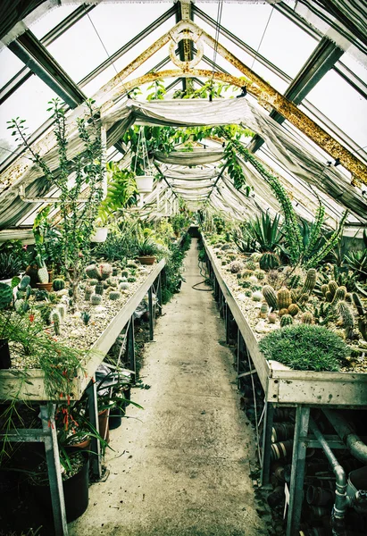 Old greenhouse with various cacti, gardening theme — Stock Photo, Image