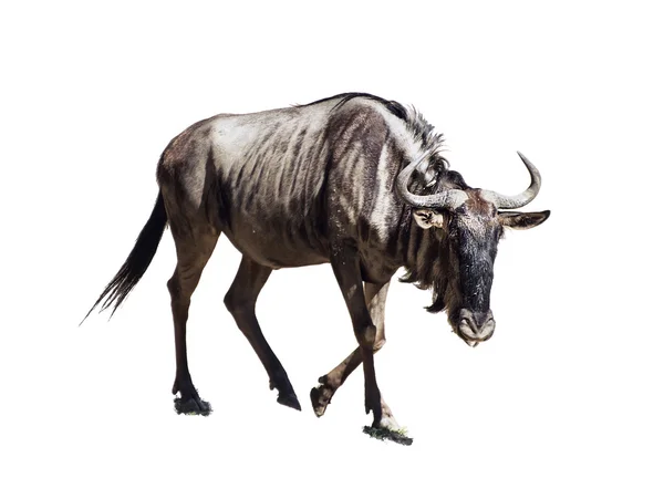 Blå GNU (Connochaetes taurinus) isolerat på den vita ba — Stockfoto