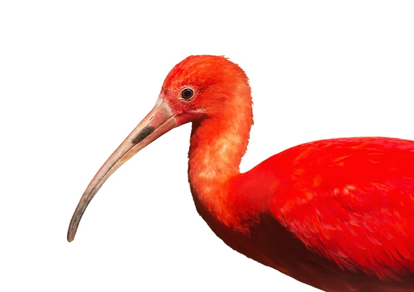 Scarlet ibis (Eudocimus ruber), fundo branco — Fotografia de Stock