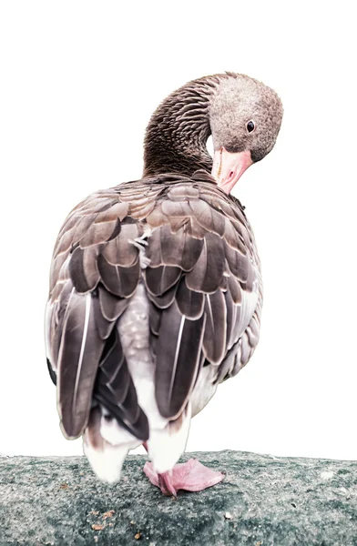 Greylag ガチョウ肖像画 (オオヒシクイハイイロガン)、動物のシーン、白の表現 — ストック写真