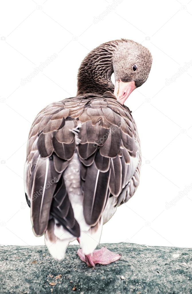 Greylag goose portrait (Anser anser), animal scene, white backgr