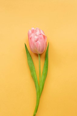 Pastel sarı arka planda yumuşak pembe lale. Kadınlar Günü için tebrik kartı. Düz yatıyordu. Uzayı kopyala Mesaj için yer. Uluslararası Kadınlar Günü kavramı, Anneler Günü, Paskalya. Sevgililer Günü 'nü sever