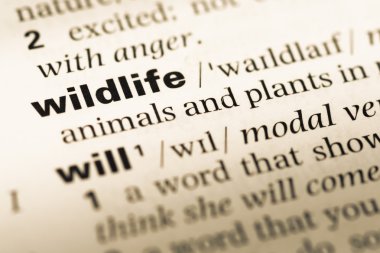 Eski İngilizce sözlük sayfası word yaban hayatı ile yakın çekim