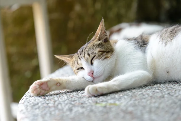 Sleeping cat close up — Stock Photo, Image