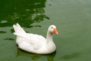 Havuzda beyaz ördek