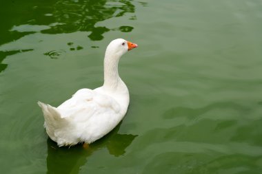 havuzda beyaz ördek