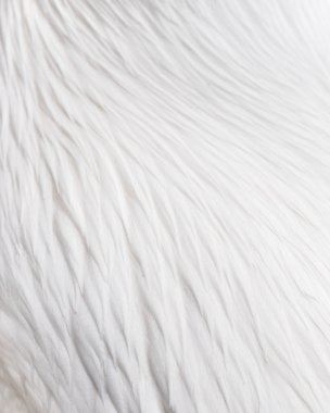 Beyaz tüy desen arka plan