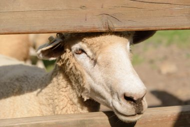 Koyun çiftliğinde portresi