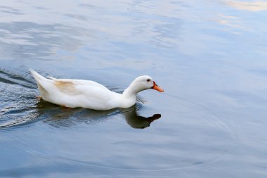 havuzda beyaz ördek