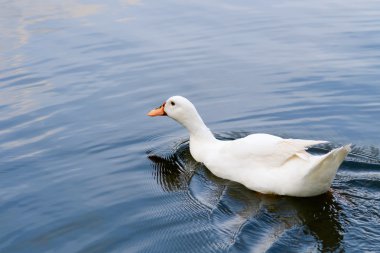 Havuzda beyaz ördek