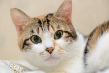 Kedi düz seyir yakın çekim