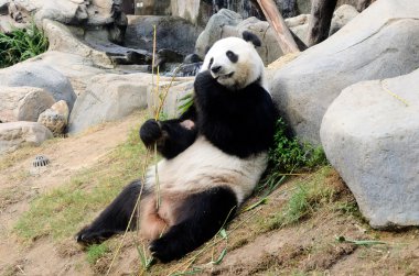 Sevimli Panda bambu sahip