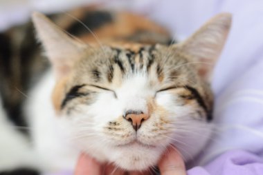 Gülümseyen kedi portresi