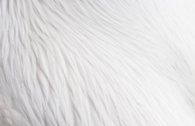 Beyaz tüy desen arka plan