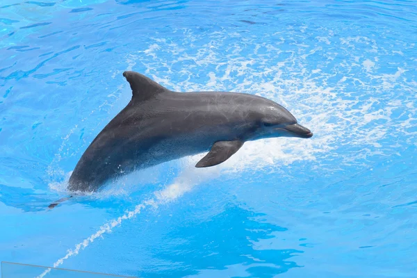 Bottlenose dolphin jumping from blue water — Stock Photo, Image