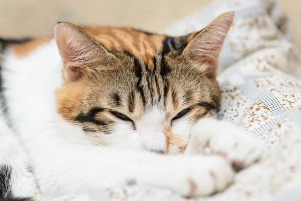 Alvás macska zár megjelöl — Stock Fotó