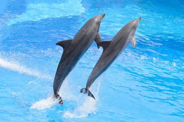 Ugrás Kék Víz Palackorrú Delfin — Stock Fotó