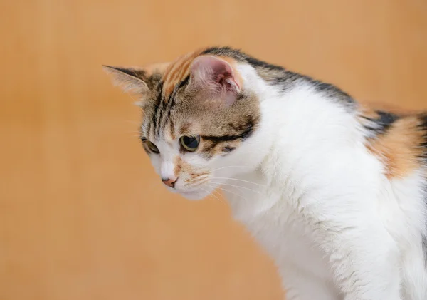 Retrato Gato Olhando Para Baixo — Fotografia de Stock