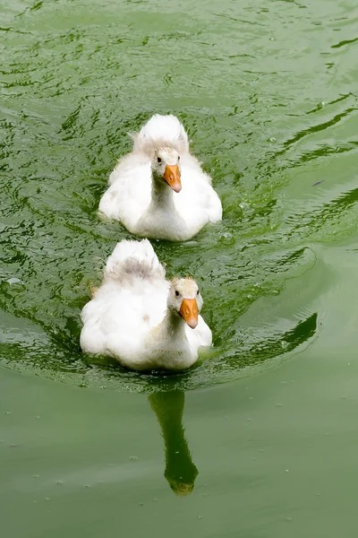 Deux Bébés Canards Blancs Nageant Dans Piscine — Photo