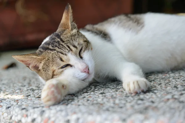 Alvás macska zár megjelöl — Stock Fotó