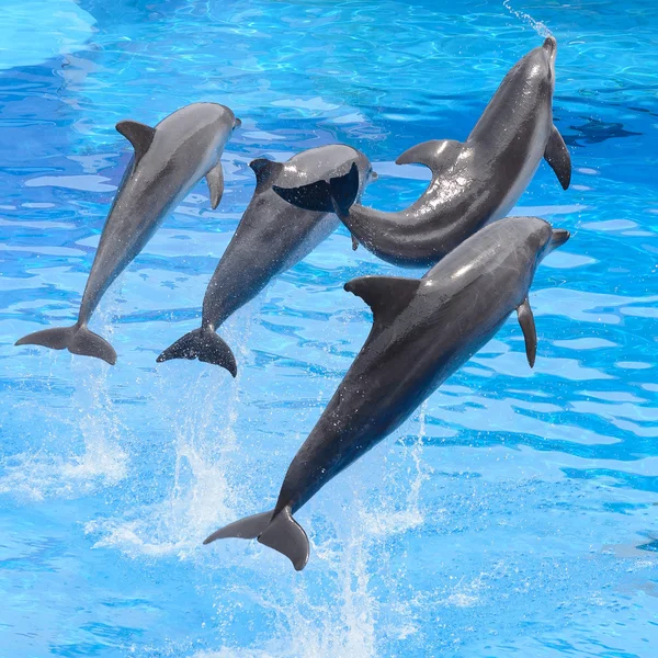 Bottlenose dolphin jumping from blue water — Stock Photo, Image
