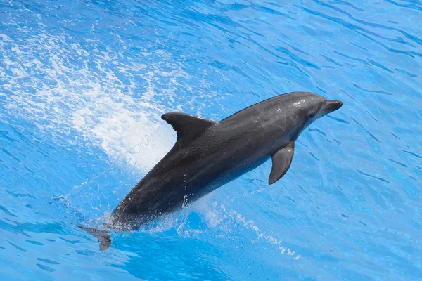 Ugrás a kék víz palackorrú delfin — Stock Fotó