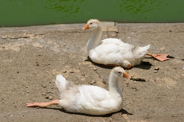 Deux Bébés Canards Relaxants — Photo