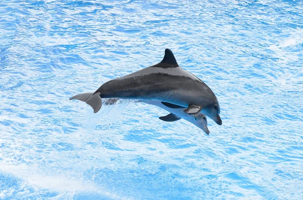 Delfín Mular Saltando Del Agua Azul —  Fotos de Stock