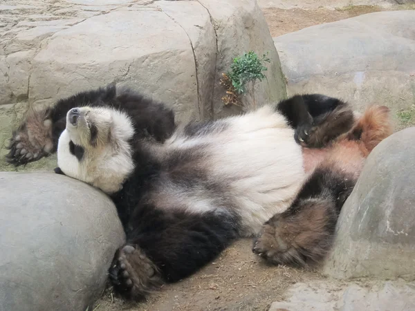 Портрет Спящей Панды — стоковое фото