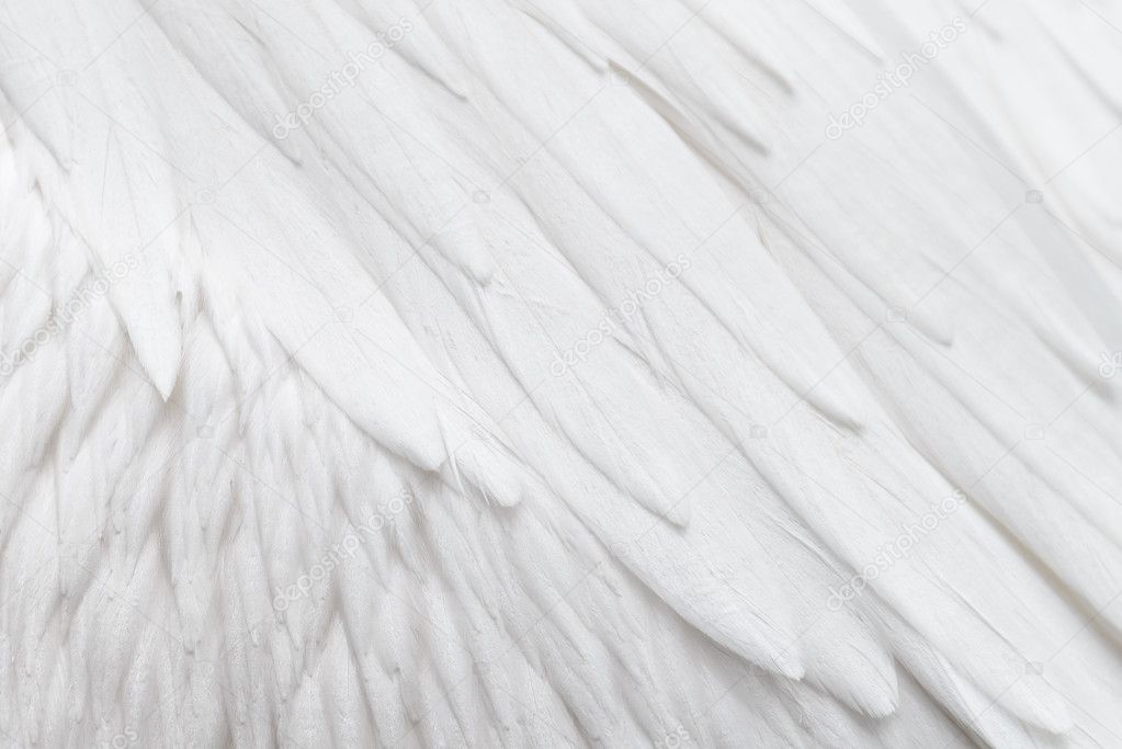 White feather pattern background