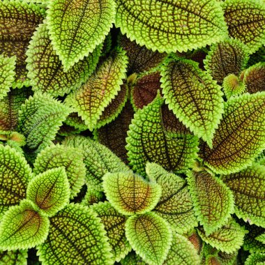 Sorunsuz yaprak doku arka plan